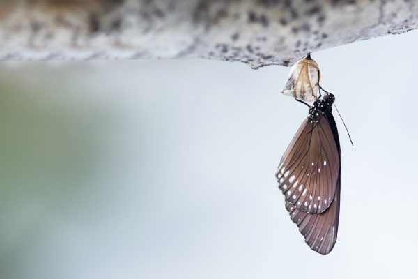 Is Transformation Too Slow And Ineffective In Your Organisation? image