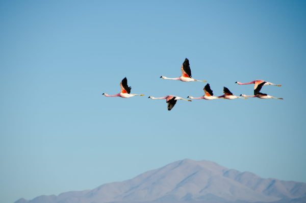 Freedom with Responsibility image